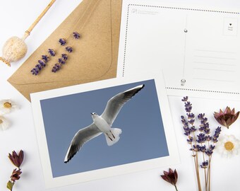 Postcard Set "Flying Seagull" with recycled envelopes // Ecofriendly Bird Card | Wild Life Fine Art Photography | Coastal Stationery