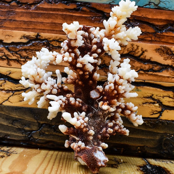 Dark Bushy Brown Stem Accent Bonsai Tree Like Highly Colored Aquarium Coral Shell Collection Reef Wedding Craft Habitat Decoration Fish Tank