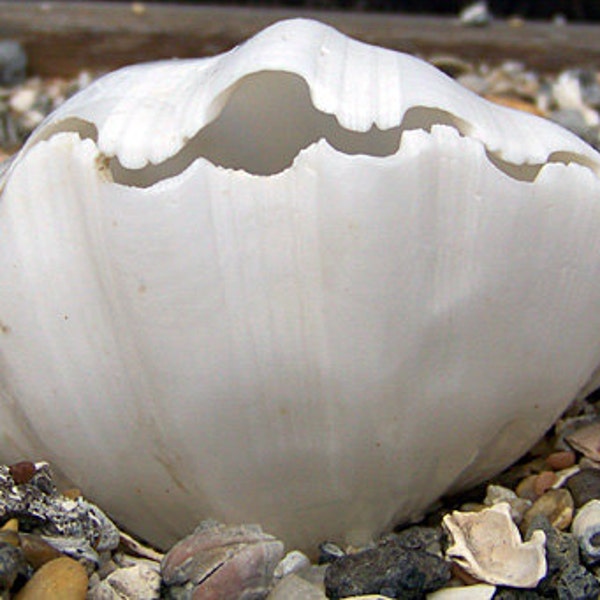 Rare Real White China Tridacna Giant Clam Shell - Real Natural Aquarium / Wedding / Nautical Themed Decor Coral 3-5"