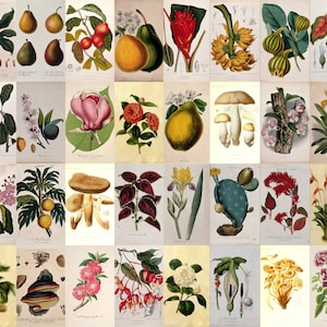 Digital Download Vintage Botanical Collage Kit | Printable Art | Gallery Wall Art | Floral Illustration