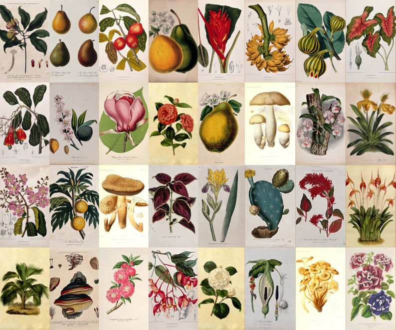 Digital Download Vintage Botanical Collage Kit Printable Art - Etsy