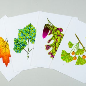 Leaf greeting card assortment, Autumn leaves set, Maple, Ginkgo, Sycamore, Oak image 8