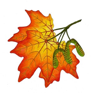 Leaf greeting card assortment, Autumn leaves set, Maple, Ginkgo, Sycamore, Oak image 3