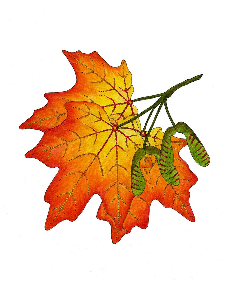 Leaf greeting card assortment, Autumn leaves set, Maple, Ginkgo, Sycamore, Oak image 3