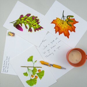 Leaf greeting card assortment, Autumn leaves set, Maple, Ginkgo, Sycamore, Oak image 7