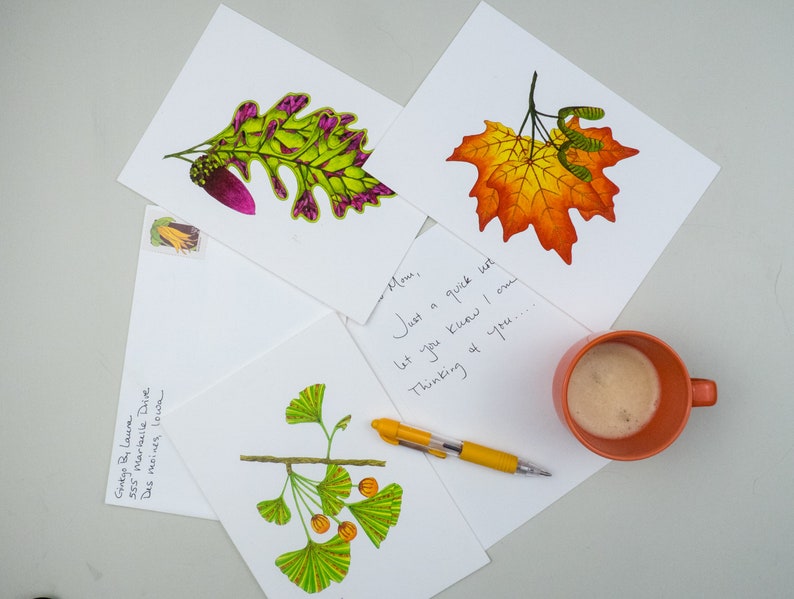 Leaf greeting card assortment, Autumn leaves set, Maple, Ginkgo, Sycamore, Oak image 7