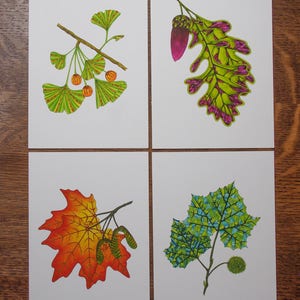 Leaf greeting card assortment, Autumn leaves set, Maple, Ginkgo, Sycamore, Oak image 2