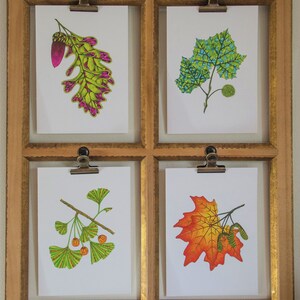 Leaf greeting card assortment, Autumn leaves set, Maple, Ginkgo, Sycamore, Oak image 9