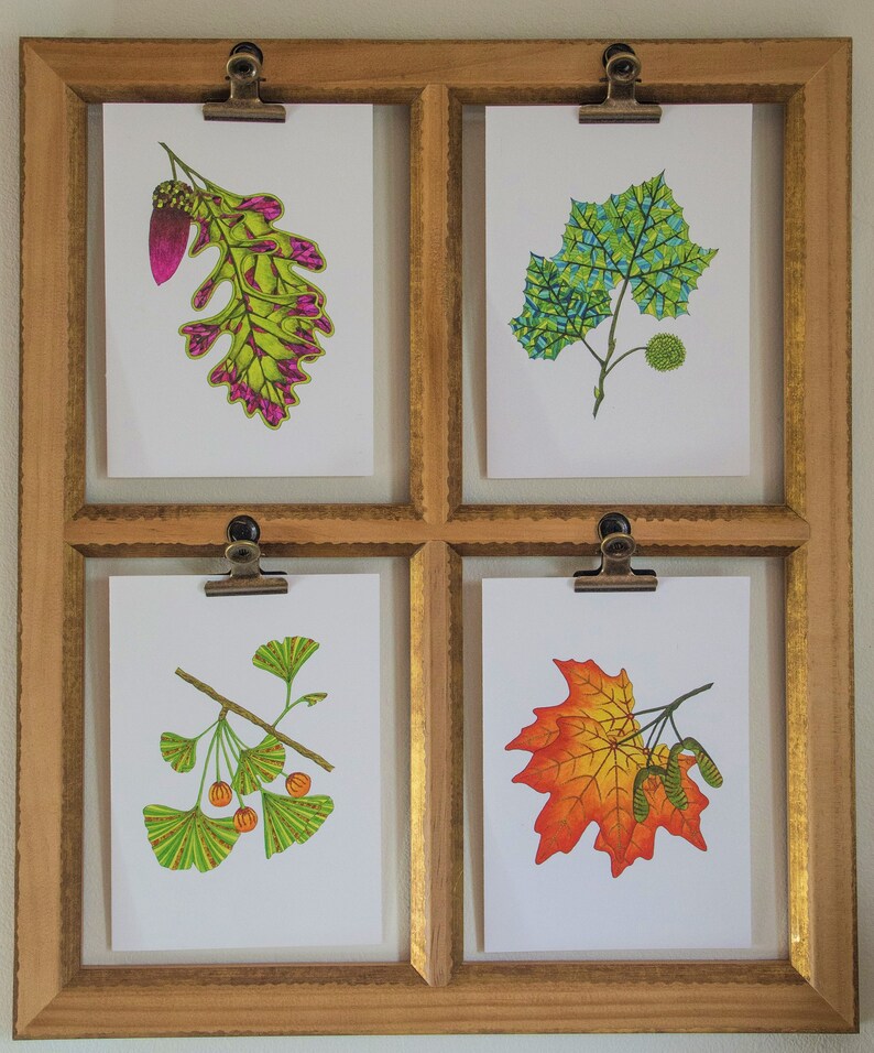 Leaf greeting card assortment, Autumn leaves set, Maple, Ginkgo, Sycamore, Oak image 9