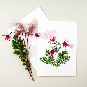 Carte Prairie Smoke, carte Prairie fleur, carte fleur rose, série jardin