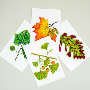 Cartes postales à quatre feuilles, impressions de feuilles 4 x 6, cartes postales à feuilles d’arbre, ensemble de cartes postales botaniques, Ginkgo, érable, chêne, sycomore