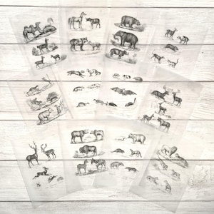 May include: A collection of vintage animal illustrations, featuring various species like bears, elephants, and deer. The drawings are in black and white, printed on translucent paper, and arranged in a layered display. The style is reminiscent of antique scientific or educational charts.
