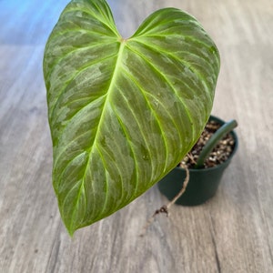 Philodendron Majestic (Verrucosum x Sodiroi) - US Seller