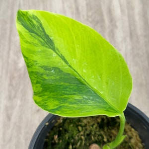 Variegated Monstera Aurea