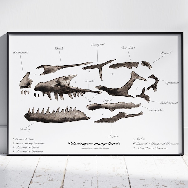 Velociraptor mongoliensis Skull Art Print