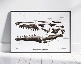 Mosasaurus hoffmanni Skull Art Print