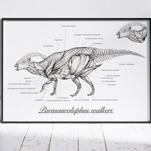 Parasaurolophus Anatomy A4 Art Print
