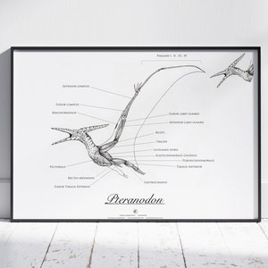 Pteranodon Anatomy Art Print