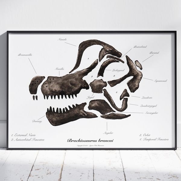 Brachiosaurus brancai Skull Art Print