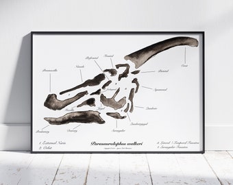 Parasaurolophus walkeri Skull Art Print