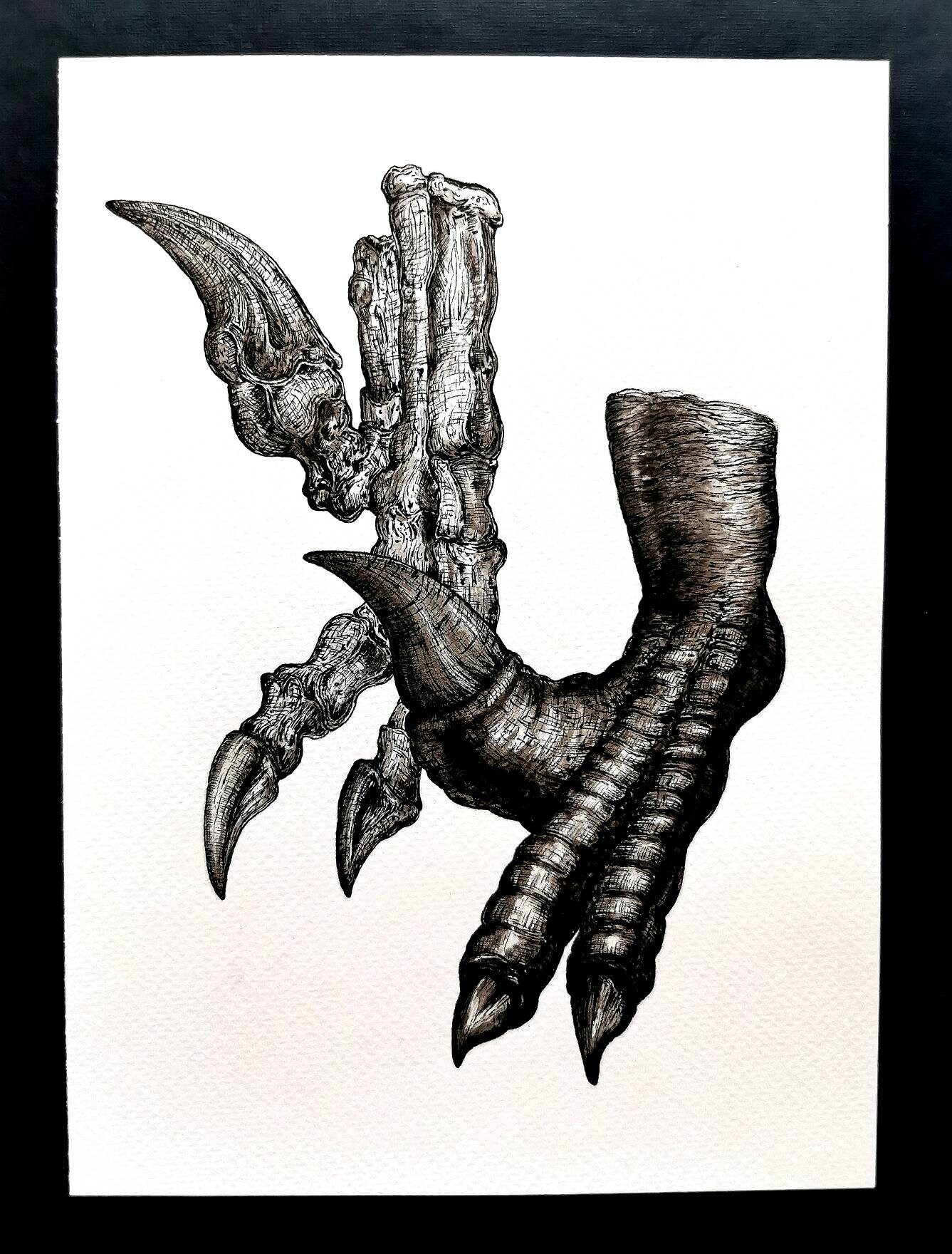Raptor Claw ORIGINAL DRAWING // VELOCIRAPTOR // Paleontology | Etsy