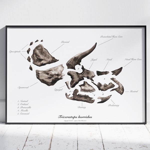 Triceratops horridus Skull Art Print