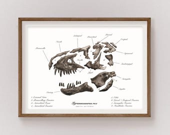 Trex Skull Anatomy print (Ready to print)