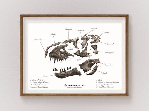 T-rex Skull Art Print // Fósil de dinosaurio // Dibujo a tinta - Etsy México