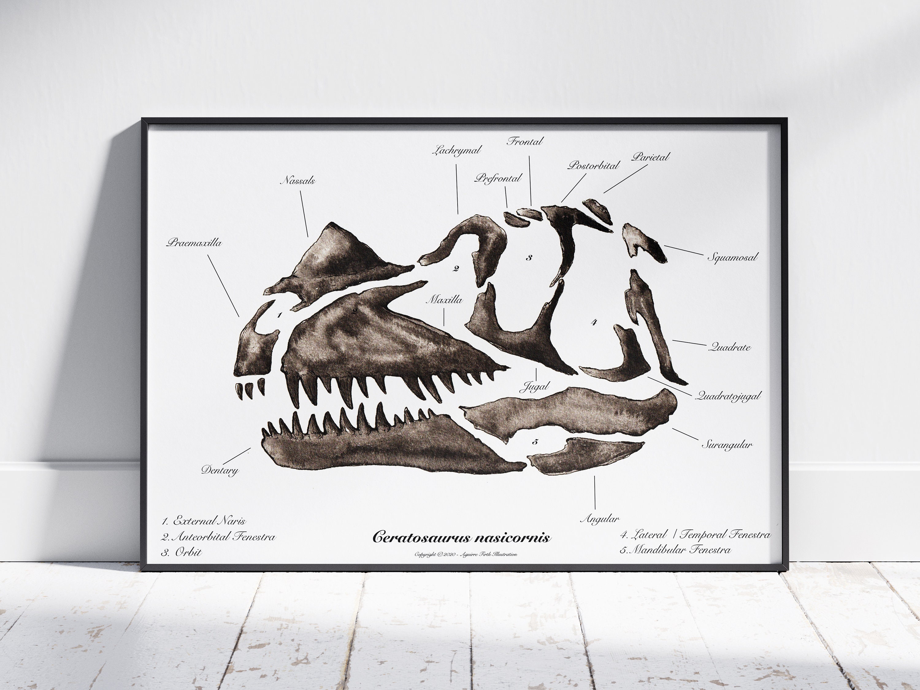 t rex bones drawing - Google Search  Dinosaur drawing, Skull drawing,  Skeleton drawings