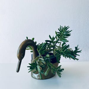 Peut inclure: Un pot en forme de cygne en laiton avec une plante succulente qui pousse à l'intérieur. Le cou du cygne est courbé et le pot est de forme arrondie.