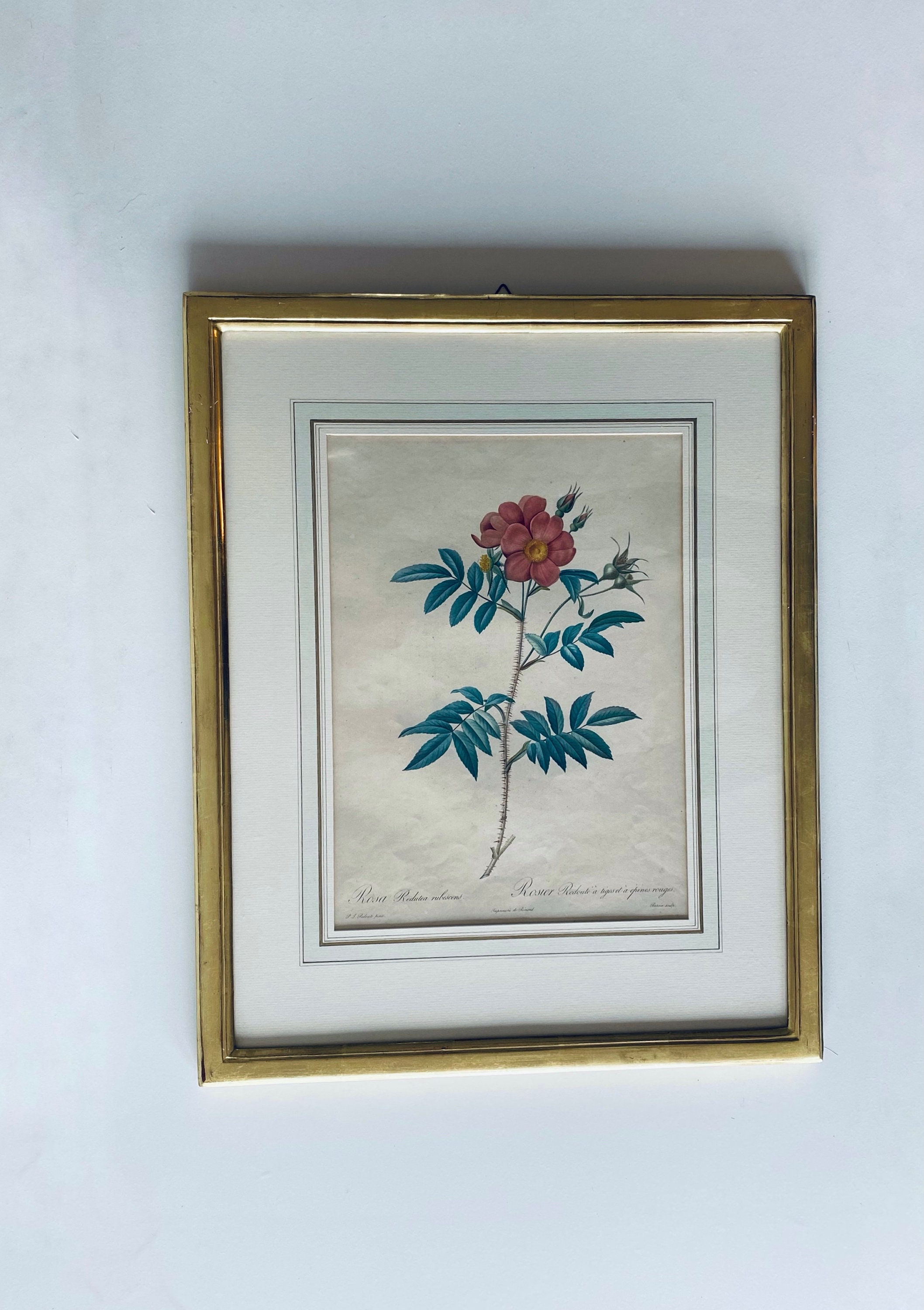 Tableau Botanique Rosier Redouté