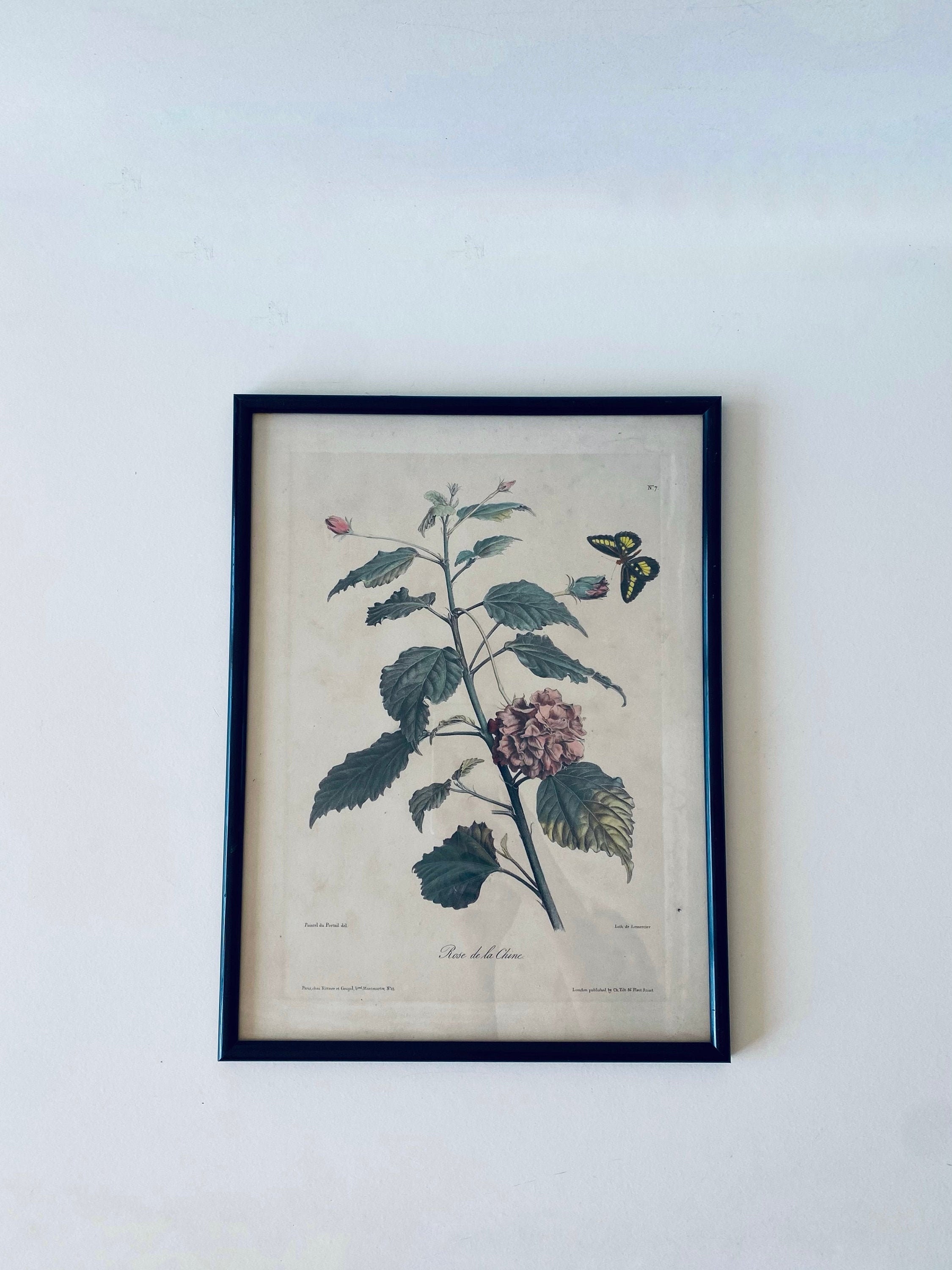 Lithographie Ancienne Encadrée Fleur et Papillon