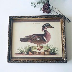 Old framed duck lithograph