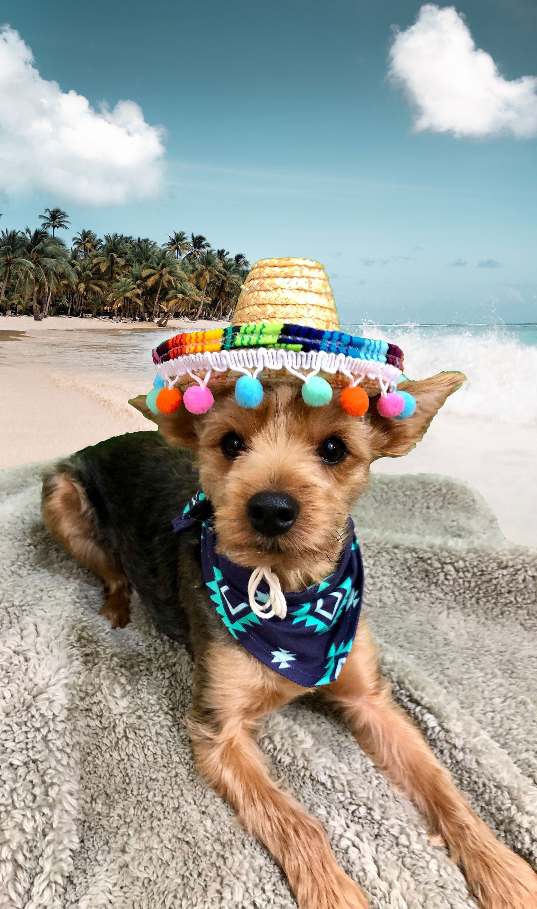 Dog Sombrero With Decorative 