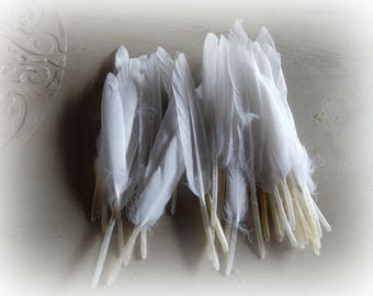 Set of 10 white goose feathers