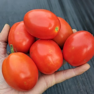 May include: A handful of ripe, red Roma tomatoes. The tomatoes are oval-shaped with smooth skin and a vibrant red color. Some have small green stems attached. The tomatoes are held in an open hand against a dark background.