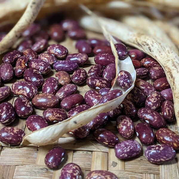 Crochu de Savoie Pole Bean