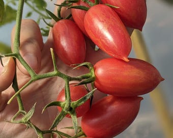 Maglia Rosa Tomato