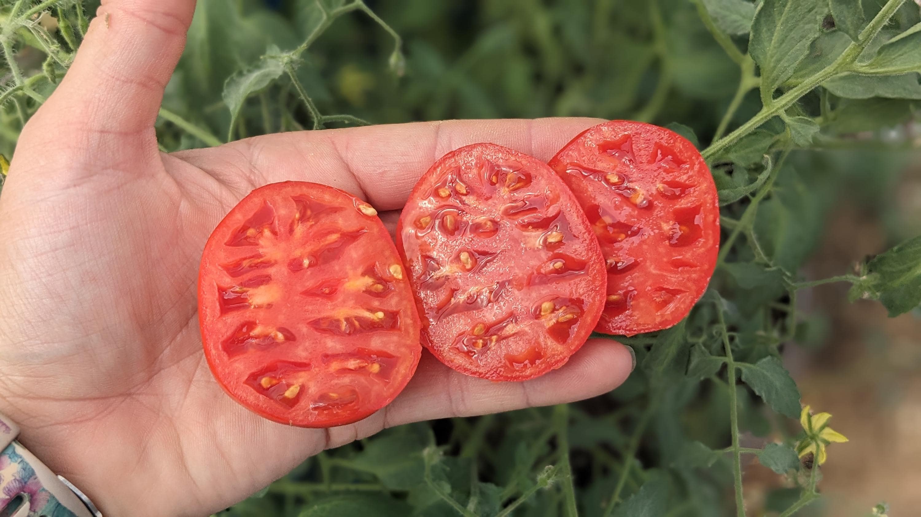 Mongolian Dwarf Tomato - Etsy