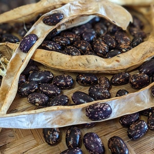 Schwarze Witwe Pole Bean