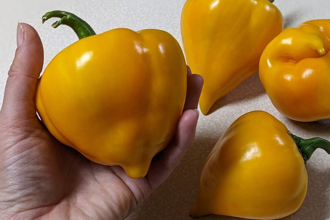 Orange Lesya Sweet Pepper - Etsy