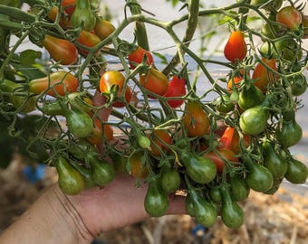 Dwarf Red Romanian Tomato