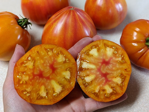 Allegheny Sunset Tomato - Etsy