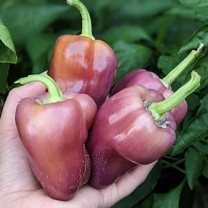 Violgo Sweet Pepper