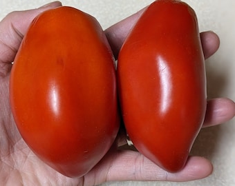 San Marzano Redorta Tomato