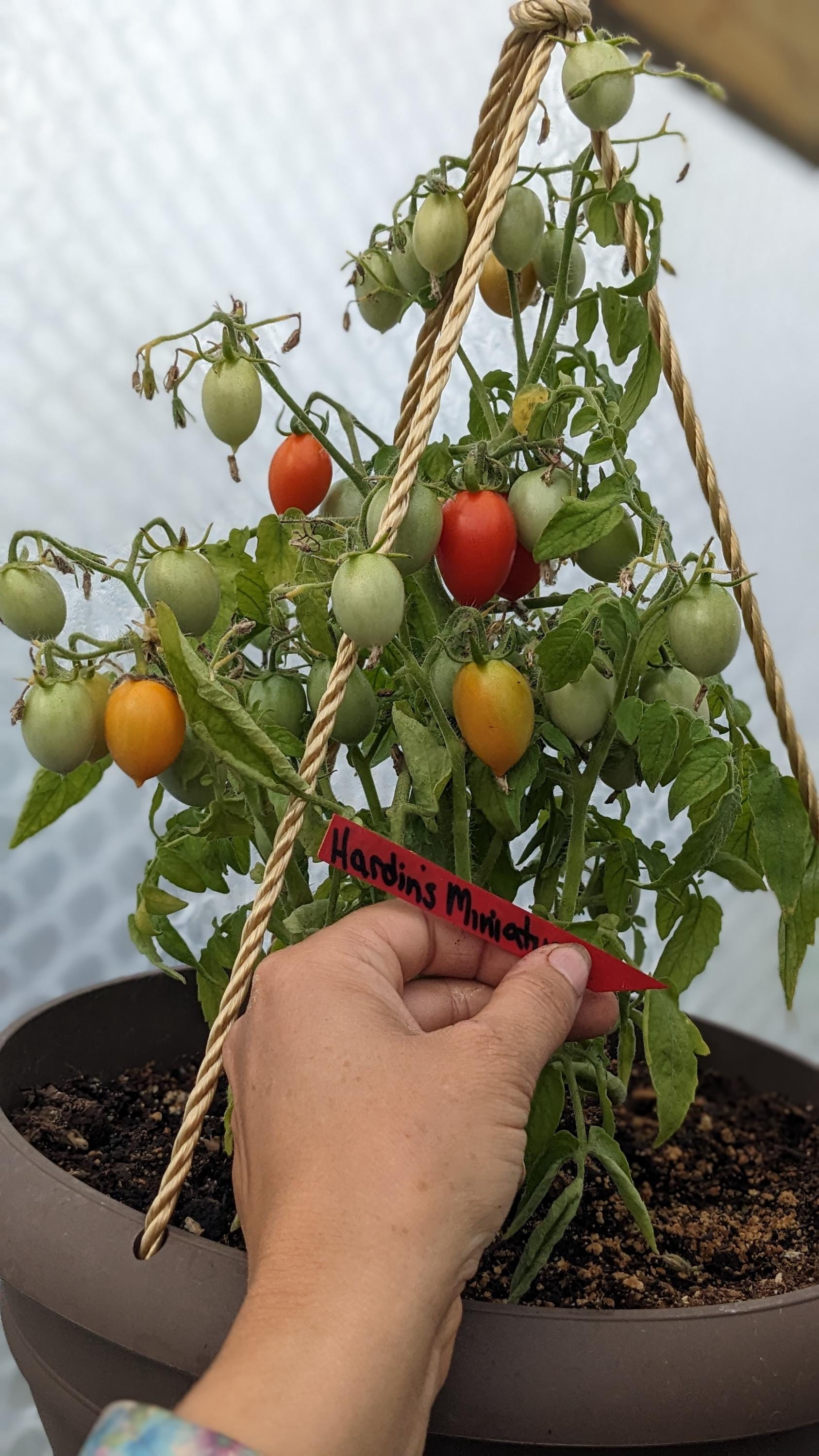 Hardin's Miniature Micro Dwarf Tomato - Etsy