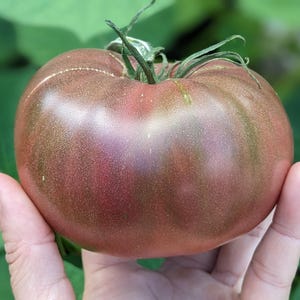 May include: A large, dark purple heirloom tomato with a deep red hue and a slightly textured skin. The tomato is being held in a person's hand.