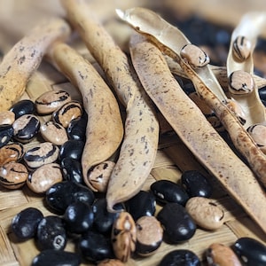 Peregion Semi-Runner Bean