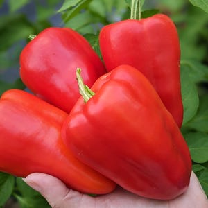 Bell Goy Sweet Pepper