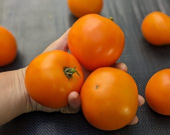 Orange You Glad Tomato